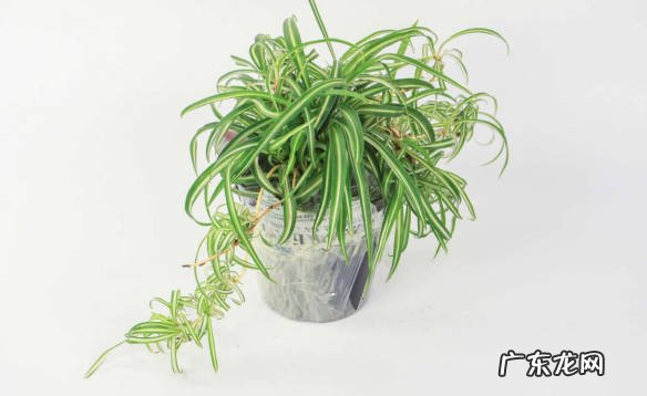 发财树 不耐寒的绿植品种有哪些