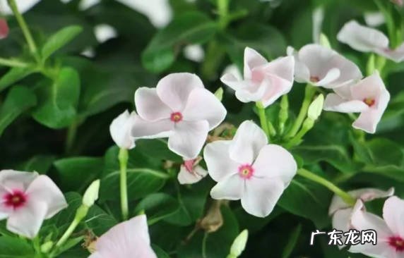 茉莉花 哪些华丽的花卉品种适合养在阳台