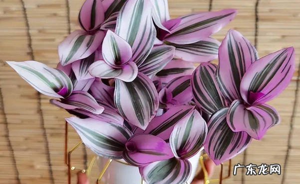 茉莉花 哪些华丽的花卉品种适合养在阳台