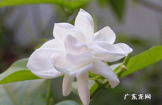 茉莉花 哪些华丽的花卉品种适合养在阳台