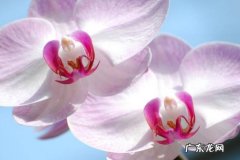 蝴蝶兰 哪些花在冬天不能停肥停水
