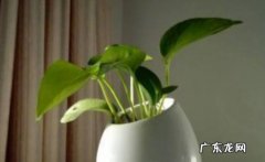 可以 给绿萝浇茶叶水行不行