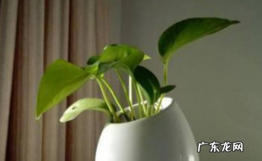 可以 给绿萝浇茶叶水行吗