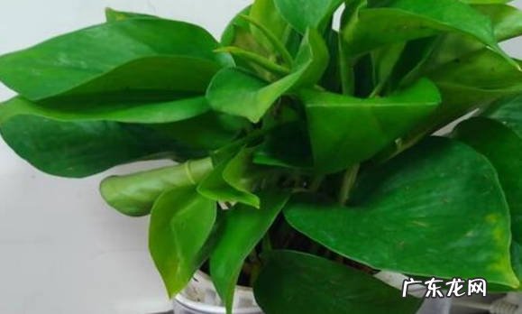 可以 给绿萝浇茶叶水行吗