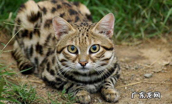 沙丘猫 哪些品种的猫咪养了就犯法