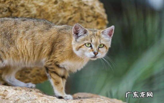 沙丘猫 哪些品种的猫咪养了就犯法