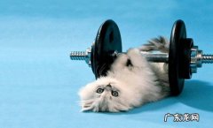 锻炼身体 怎么让猫咪的身体健康