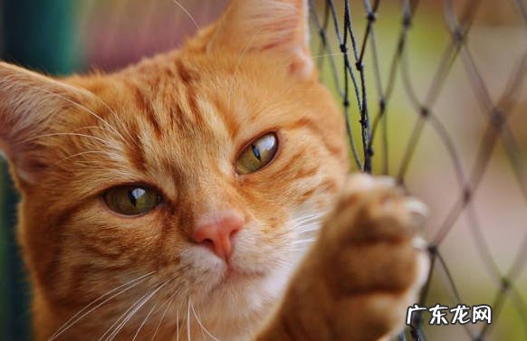 锻炼身体 怎么让猫咪的身体健康