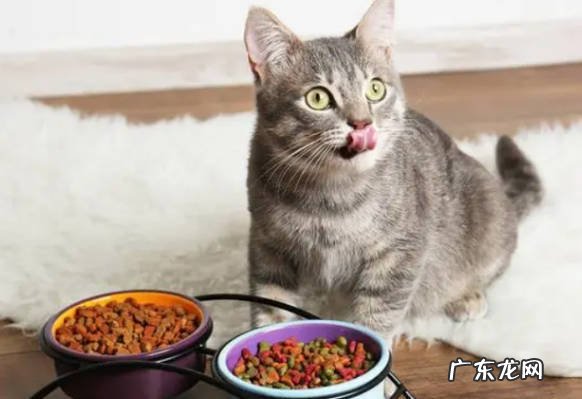 锻炼身体 怎么让猫咪的身体健康