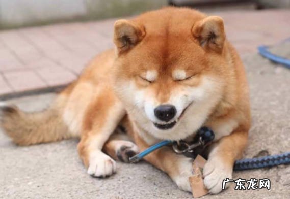 比格犬 狗狗的5不养是什么