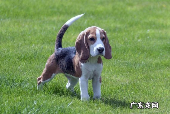 比格犬 狗狗的5不养是什么