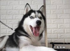 比格犬 狗狗的5不养是什么