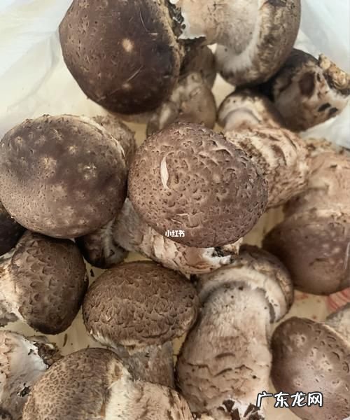 香菇出完菇怎么养棒,香菇出菇后注意什么事项