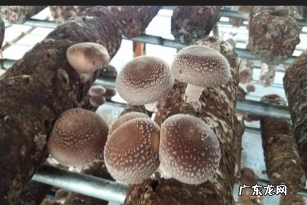 香菇出完菇怎么养棒,香菇出菇后注意什么事项