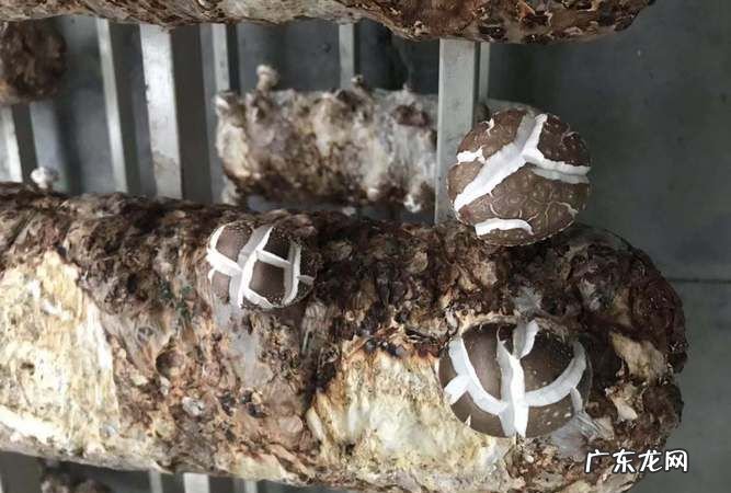 香菇出完菇怎么养棒,香菇出菇后注意什么事项