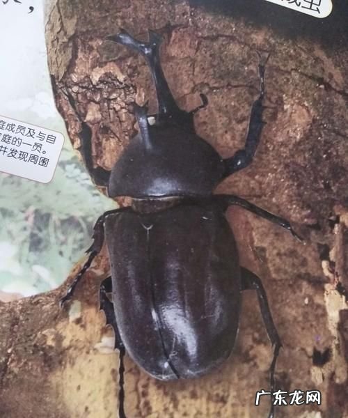 独角仙是属于什么类昆虫,独角仙是什么
