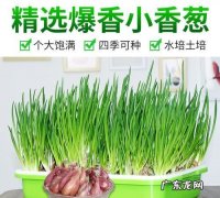 为什么阳台种小香葱总是种不好,小葱长出来为什么又死了