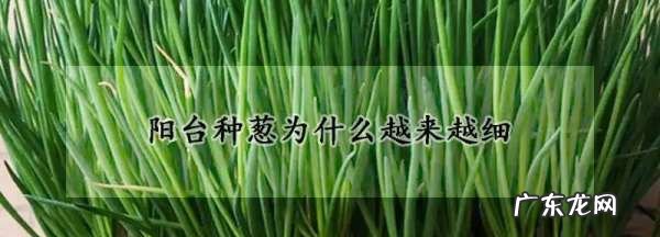 为什么阳台种小香葱总是种不好,小葱长出来为什么又死了