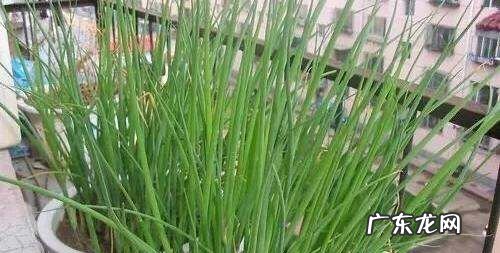 为什么阳台种小香葱总是种不好,小葱长出来为什么又死了