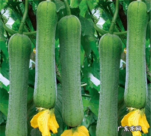 丝瓜炒什么好吃,你觉得炒丝瓜中放什么配料好吃