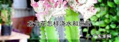 龙骨花怎么样施肥,龙骨花春天怎么浇水和施肥