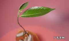 菠萝蜜的籽如何种,菠萝蜜种子怎么种盆栽