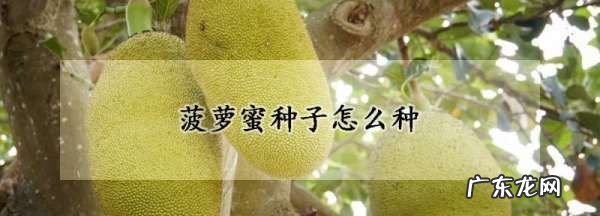 菠萝蜜的籽如何种,菠萝蜜种子怎么种盆栽