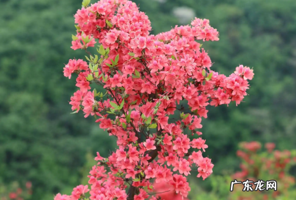 映山红与杜鹃的区别,映山红和杜鹃花的区别了解