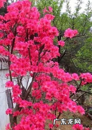 映山红与杜鹃的区别,映山红和杜鹃花的区别了解