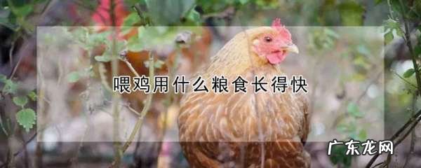 鸡吃什么饲料长得又快又肥,喂鸡用什么粮食长得快肥