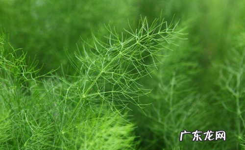 茴香怎么吃 茴香的多种吃法,茴香苗的吃法有哪些