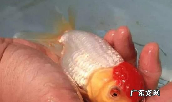 小金鱼身上有白色的东西怎么办,小金鱼身上长白点是什么原因