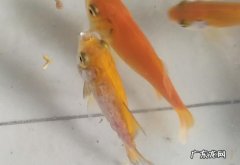小金鱼身上有白色的东西怎么办,小金鱼身上长白点是什么原因