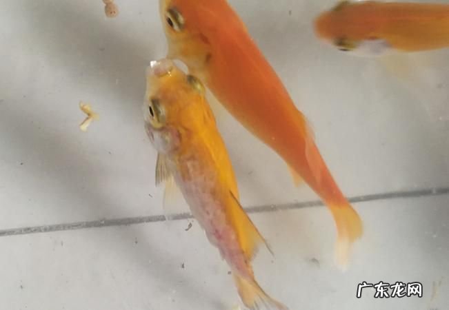小金鱼身上有白色的东西怎么办,小金鱼身上长白点是什么原因