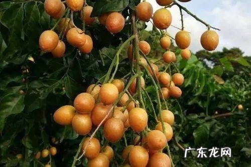 黄皮果是什么水果,黄皮果是什么