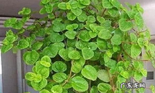 什么植物吸收臭氧,哪些植物可以净化空气列举4-5种植物