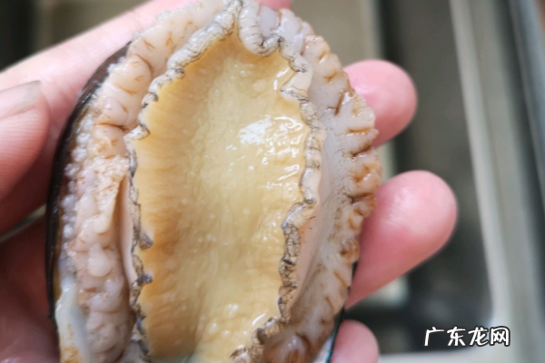 鲍鱼怎么清洗,鲍鱼怎么洗干净