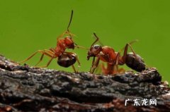 蚂蚁触角的作用是什么,蚂蚁的触须有什么用处