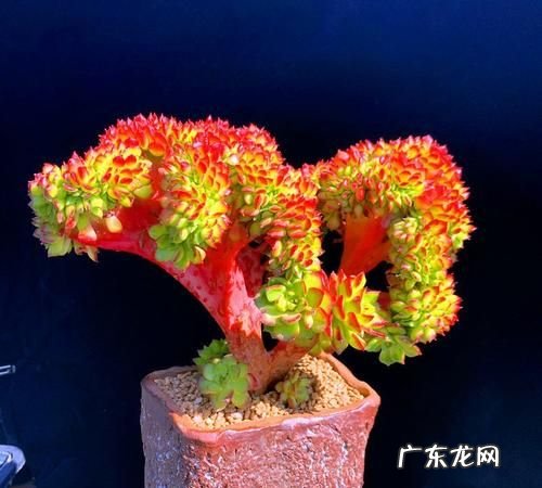 喷火龙缀化怎么养,喷火龙植物怎么养