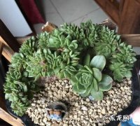 喷火龙缀化怎么养,喷火龙植物怎么养