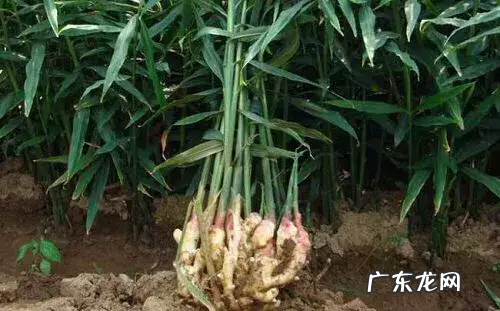 大姜什么时候撤遮阳网,大姜什么时候搭遮阳网