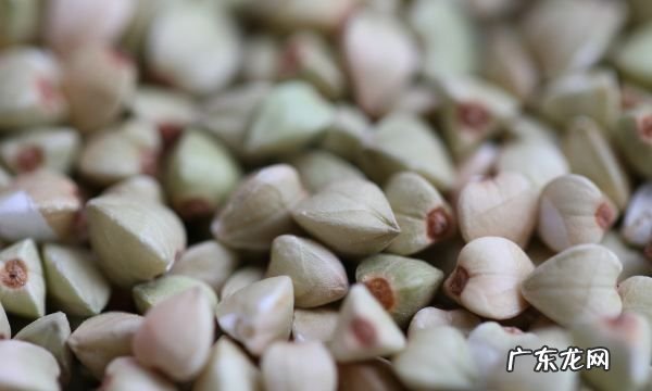 苦荞米很苦吗?,苦荞小米苦不苦