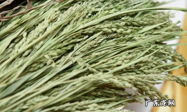 苦荞米很苦吗?,苦荞小米苦不苦