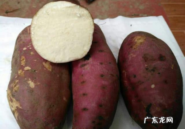 电饭锅烤红薯怎么做,普通电饭煲怎么烤红薯窍门