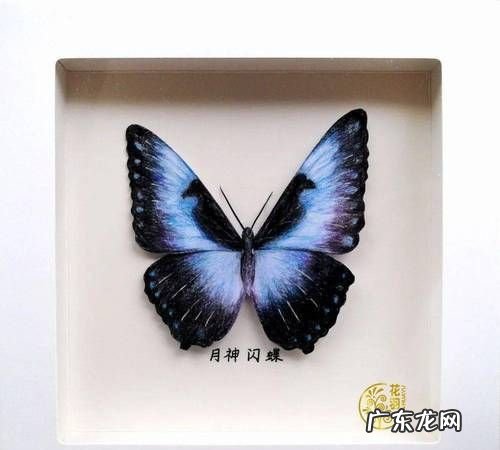 蝴蝶标本怎么制作,怎样做蝴蝶标本