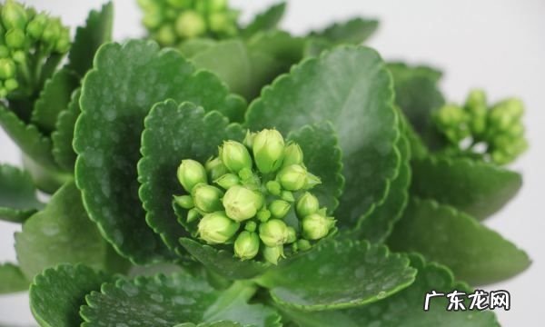 宫灯长寿花的繁殖方法,宫灯长寿花繁殖方法