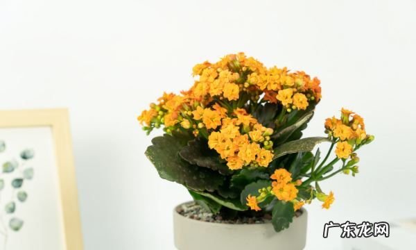 宫灯长寿花的繁殖方法,宫灯长寿花繁殖方法