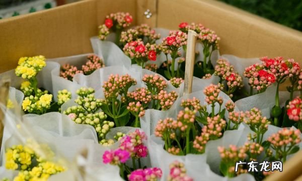 宫灯长寿花的繁殖方法,宫灯长寿花繁殖方法
