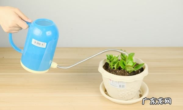 宫灯长寿花的繁殖方法,宫灯长寿花繁殖方法