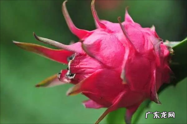 火龙果有虫子是怎么回事,火龙果里面有白色的虫还能吃